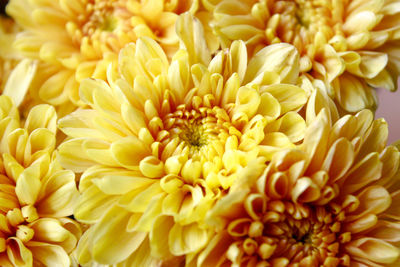 Full frame shot of yellow dahlia