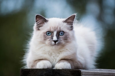 Close-up portrait of cat