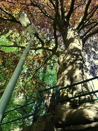 Low angle view of a tree