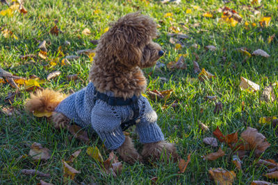 Miniature apricot poodle in gray sweater resting on grass and fallen leaves. a city park. 