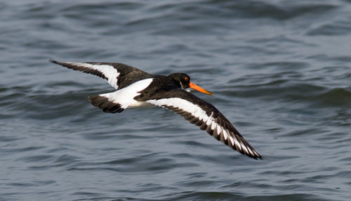 Bird flying over sea