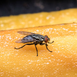 Close-up of housefly