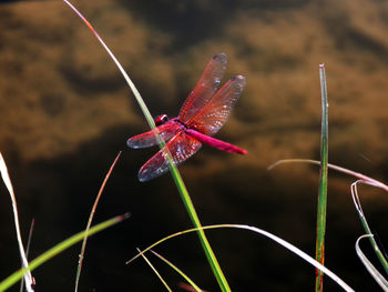 High angle view of dragonfly flying by plants