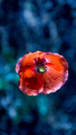 Close-up of red rose flower