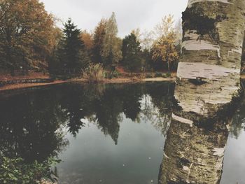 Reflection of trees in water