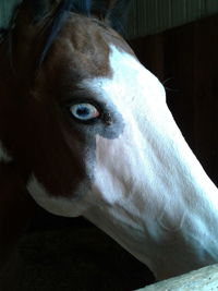 Close-up portrait of horse