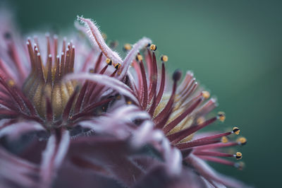 Close-up of plant