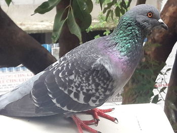 Close-up of bird perching outdoors