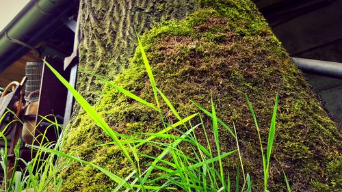 Plant growing in the background