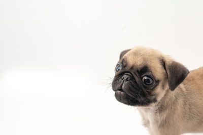 Close-up portrait of a dog over white background