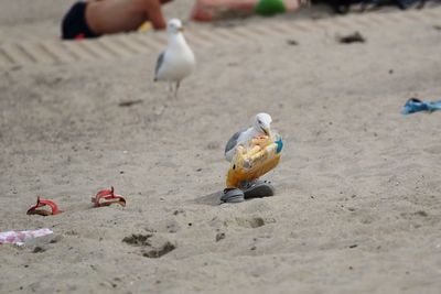 View of birds on sand
