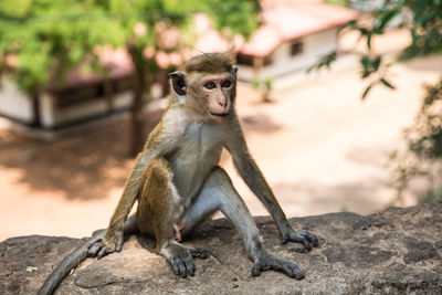 Monkey sitting on rock