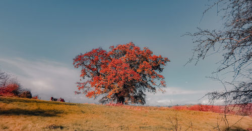 Tree on field against sky during autumn