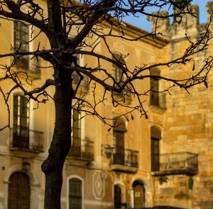 Bare tree in city