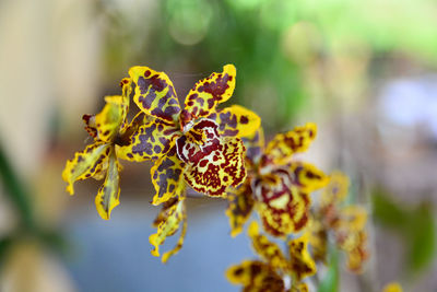 Close-up of yellow flowering plant