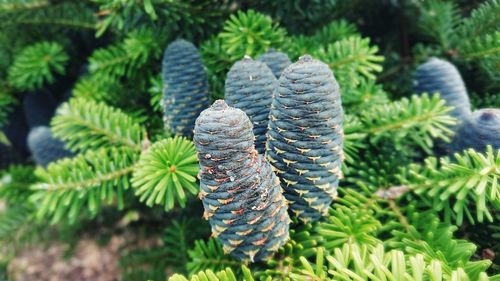 Close-up of pine cone on tree