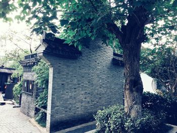 View of tree against building