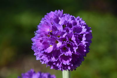 Close-up of purple flowering plant