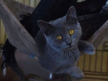 Close-up portrait of cat