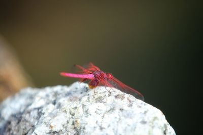 Close-up of insect on rock