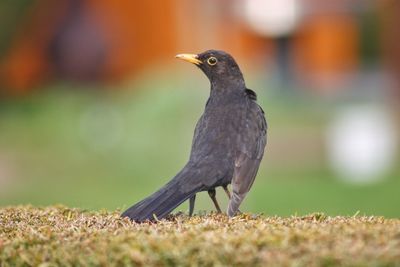 Close-up of bird perching on field