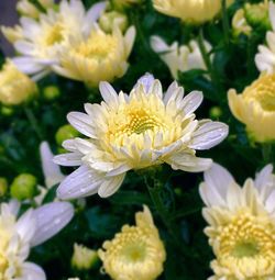 Close-up of white daisy flowers