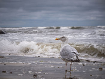 Close-up of seagull perching on sea against sky