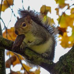 Low angle view of squirrel on tree