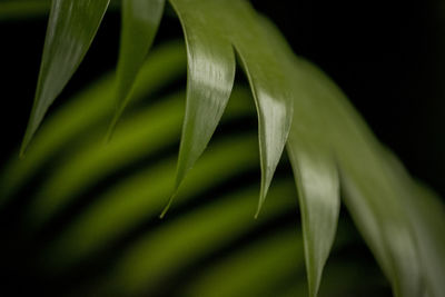 Close-up of palm leaf against black background