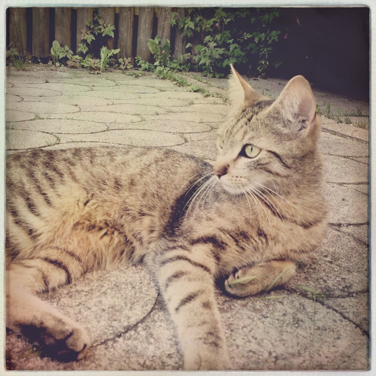 domestic cat, cat, feline, animal themes, mammal, one animal, transfer print, pets, domestic animals, whisker, auto post production filter, relaxation, portrait, lying down, sitting, looking at camera, resting, day, no people, outdoors