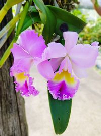 Close-up of pink flowers blooming outdoors