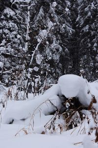 Close-up of snow on tree