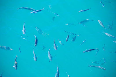 School of fish swimming in sea