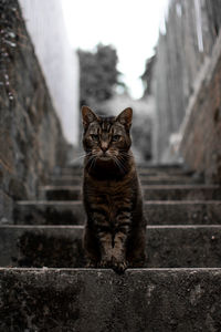 Portrait of cat sitting on staircase in alleyway black and white 