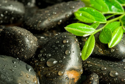 Close-up of raindrops on leaves