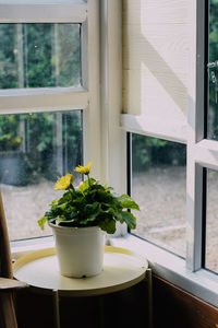 Close-up of potted plant on window sill at home