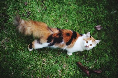 Triple color and adorable persian cat walking on the green grass