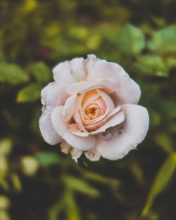 Close-up of white rose