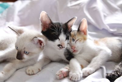 View of cats resting on bed