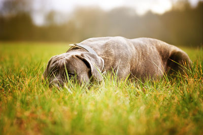 Dog relaxing on grass