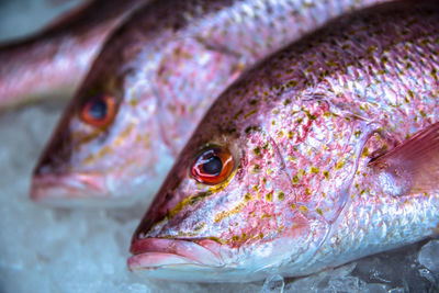 Close-up of fish in fish market