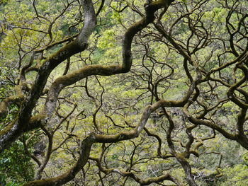Full frame shot of tree branch