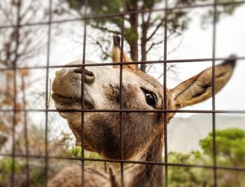 Close-up portrait of donkey by fence