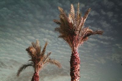 Low angle view of trees against sky