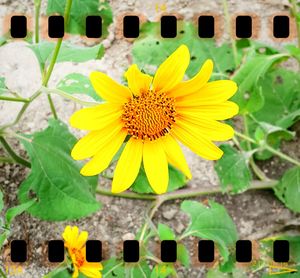 Close-up of yellow flowers