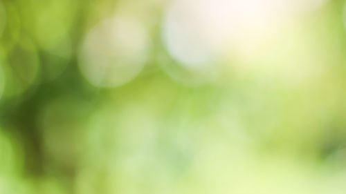 Defocused image of plant