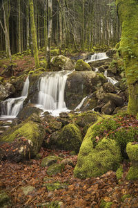 Scenic view of waterfall in forest