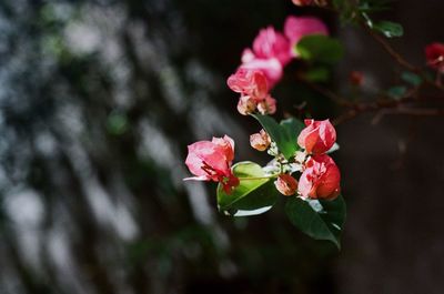 Close-up of pink flowers