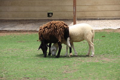 Sheep grazing in a field