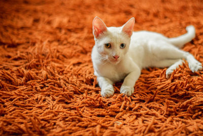 Portrait of kitten sitting on rug